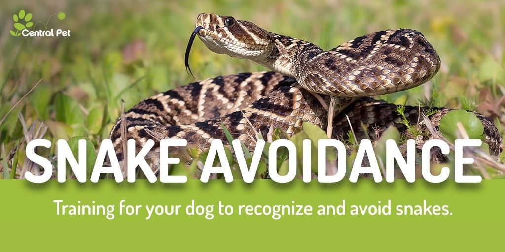 Snake Avoidance Training for Dogs | Central Pet Arizona